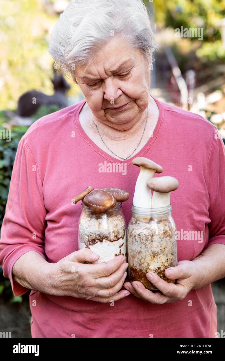 A selection of Shitake Mushrooms Stock Photo by ©antoine2000 2998995