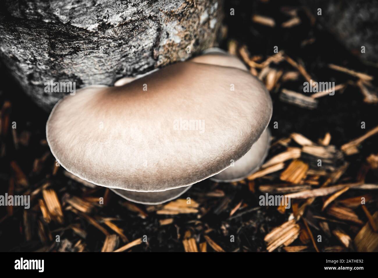 Topview of growing up oyster mushrooms on a beech stump, fungi cultivation Stock Photo