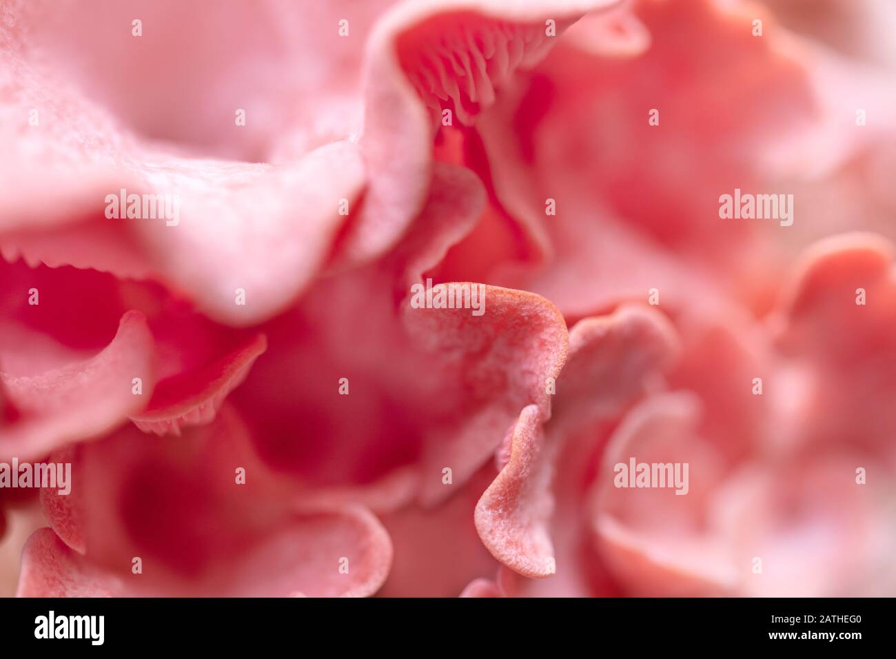 Macro details of pink oyster mushrooms, Pleurotus djamor fruiting body, pink background Stock Photo
