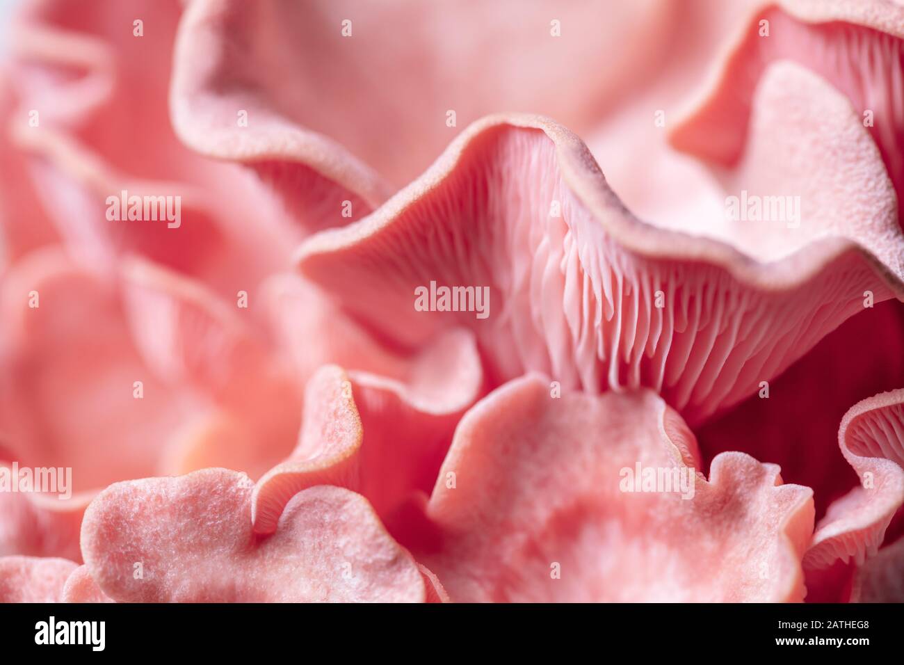 Pleurotus djamor fruiting body, macro details of pink oyster mushrooms, pink background Stock Photo