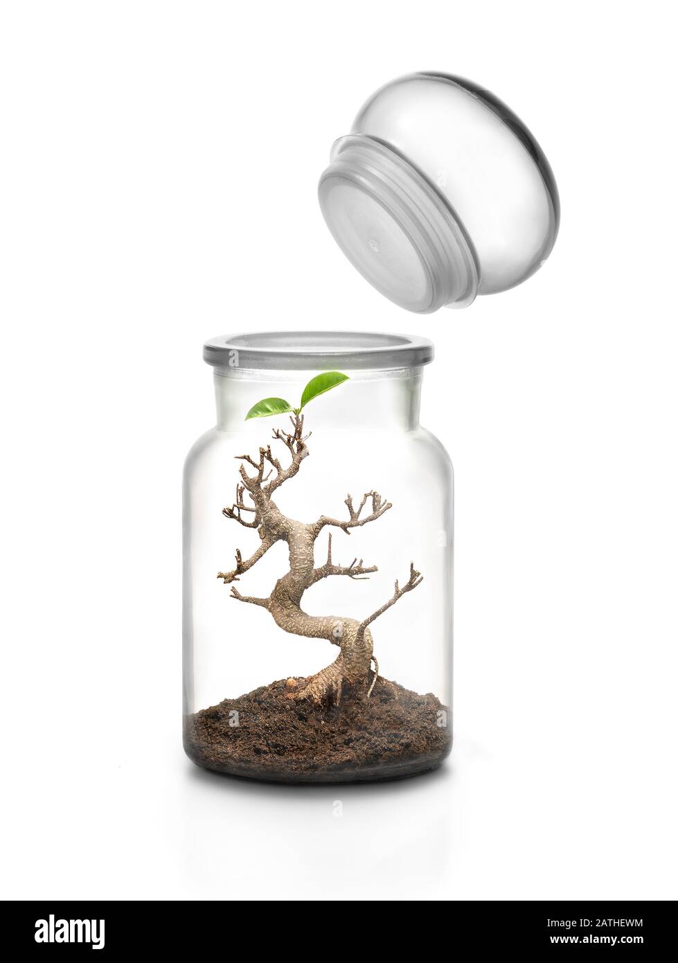 Life protection concept. Glass jar with cap and bonsai growing with soil  inside Stock Photo