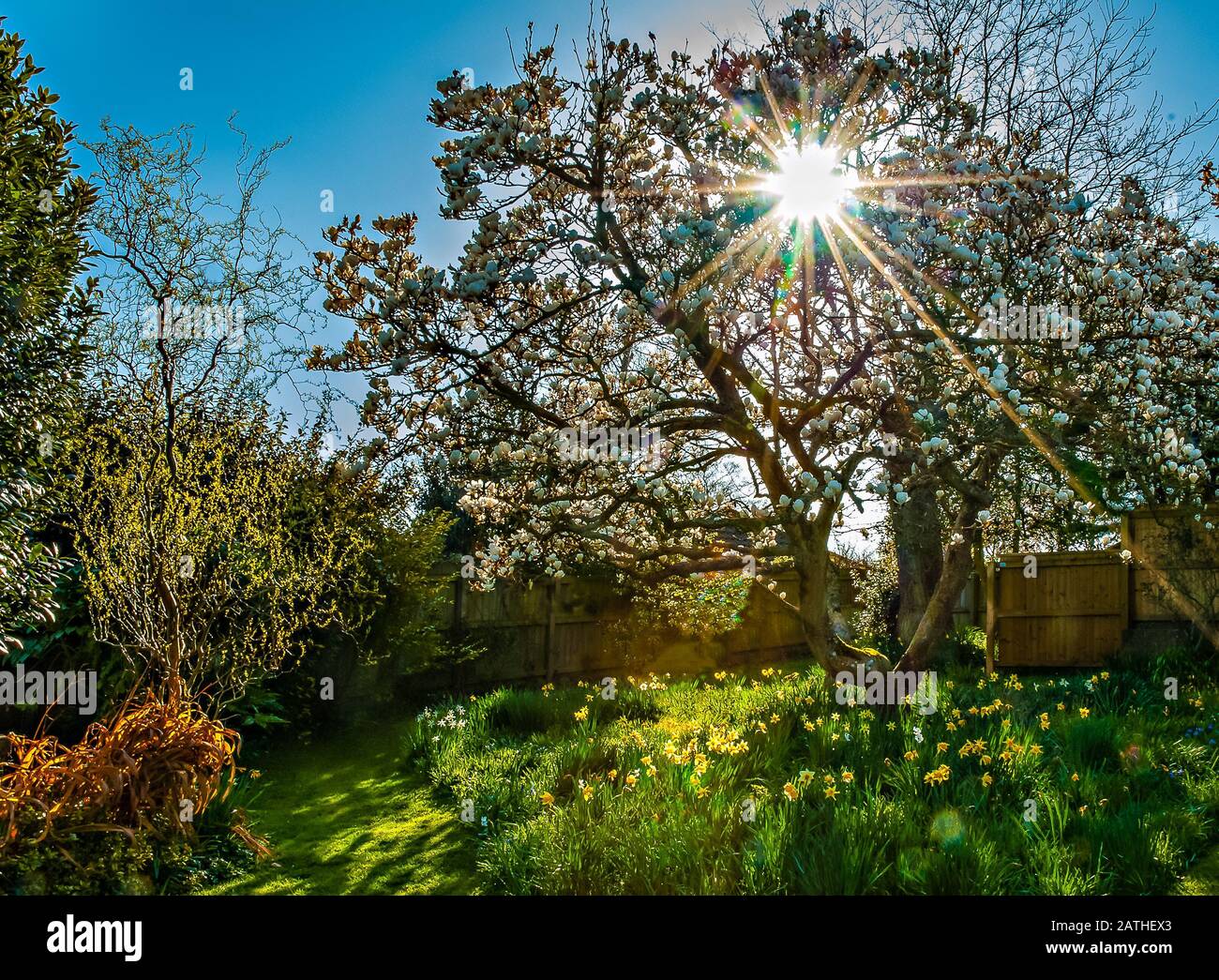 Sunset in an English Spring Garden. Stock Photo
