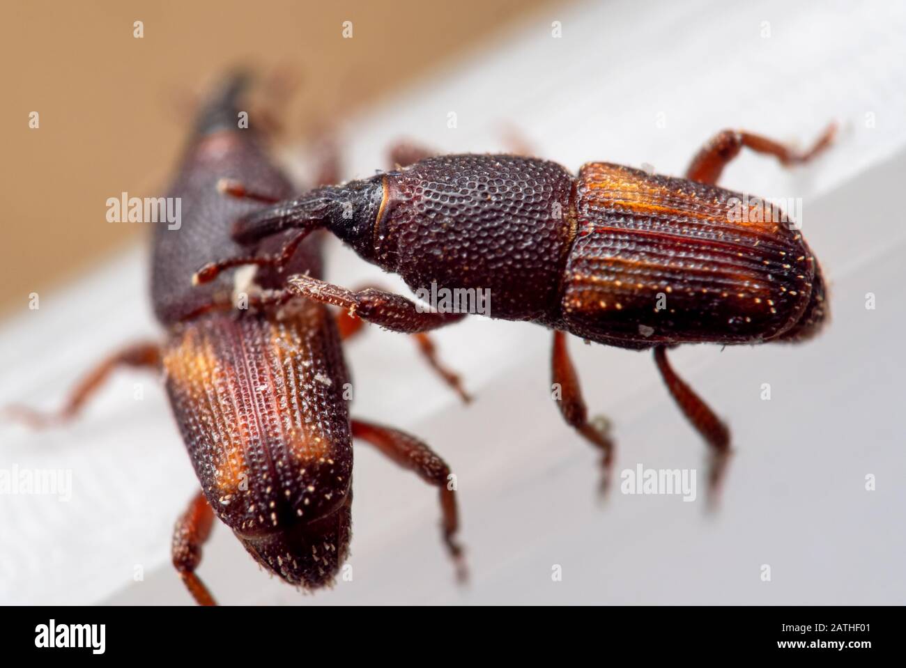 Macro Photography of Two Rice Weevil or Sitophilus Oryzae Stock Photo