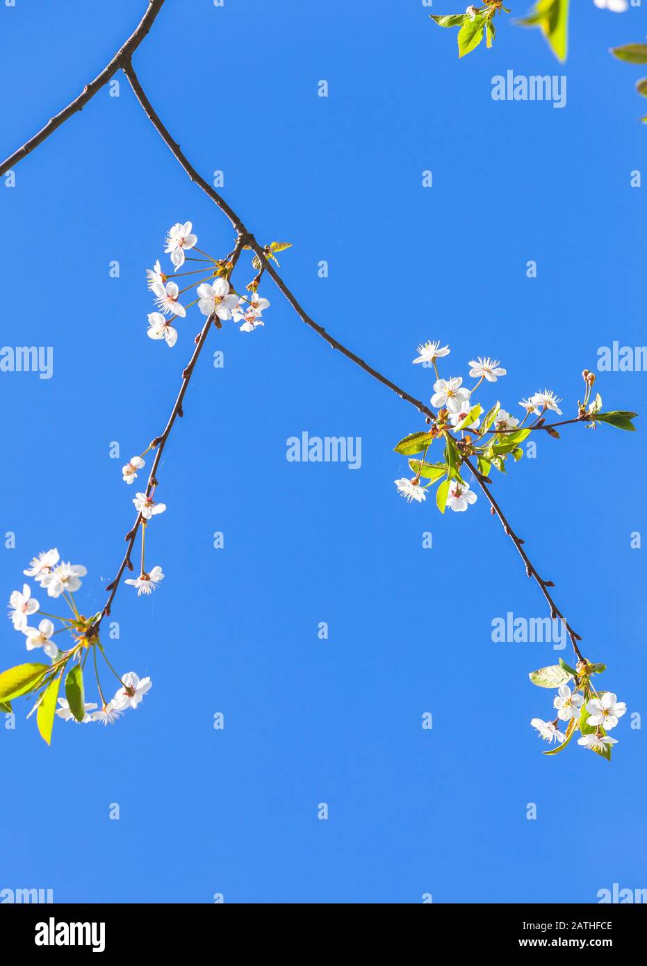 Cherry blossom. White flowers under clear blue sky background close-up photo with selective soft focus Stock Photo
