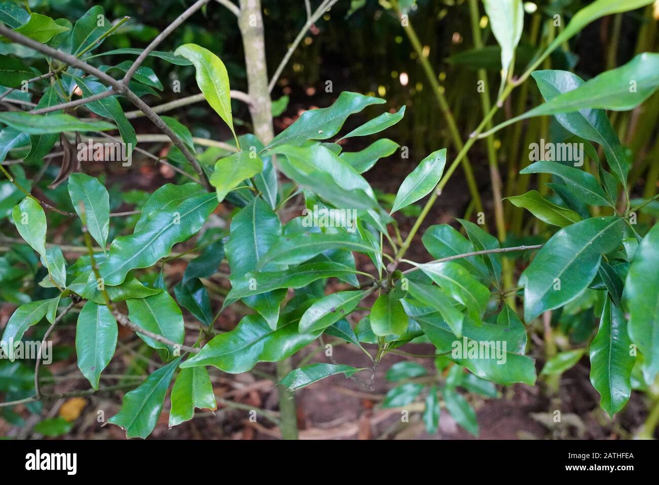 A clove plant. From a series of travel photos in Kerala, South India. Photo date Sunday