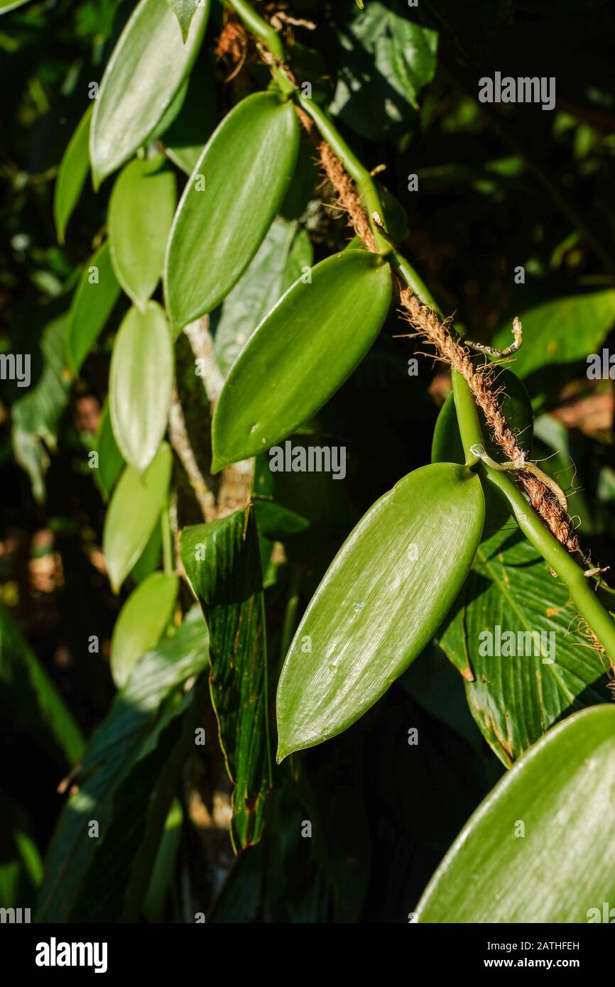 Vanilla plants. From a series of travel photos in Kerala, South India. Photo date: Sunday, January 12, 2020. Photo: Roger Garfield/Alamy Stock Photo