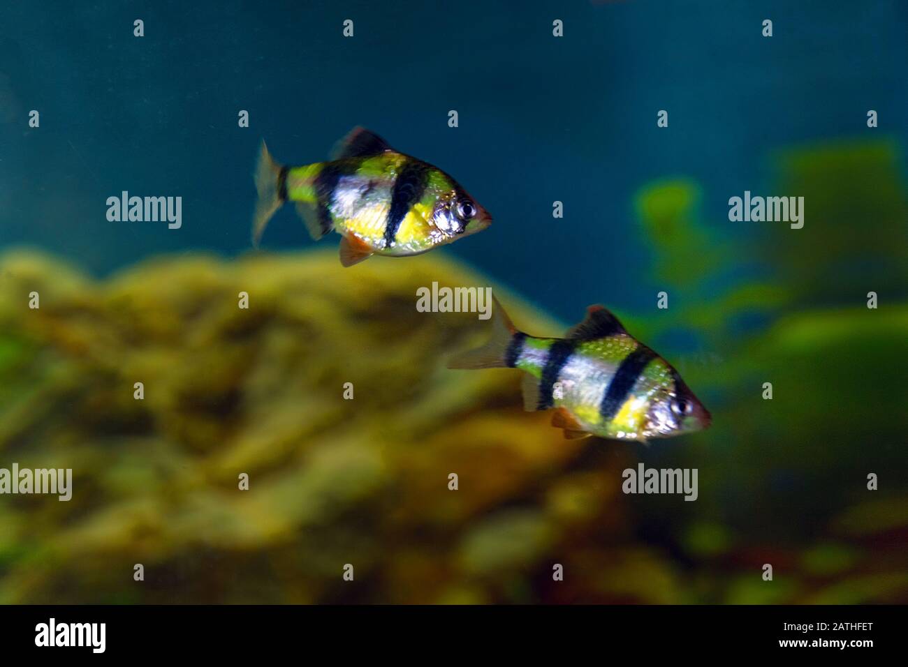 Striped Barbus fish in the aquarium. Soft selective focus Stock Photo