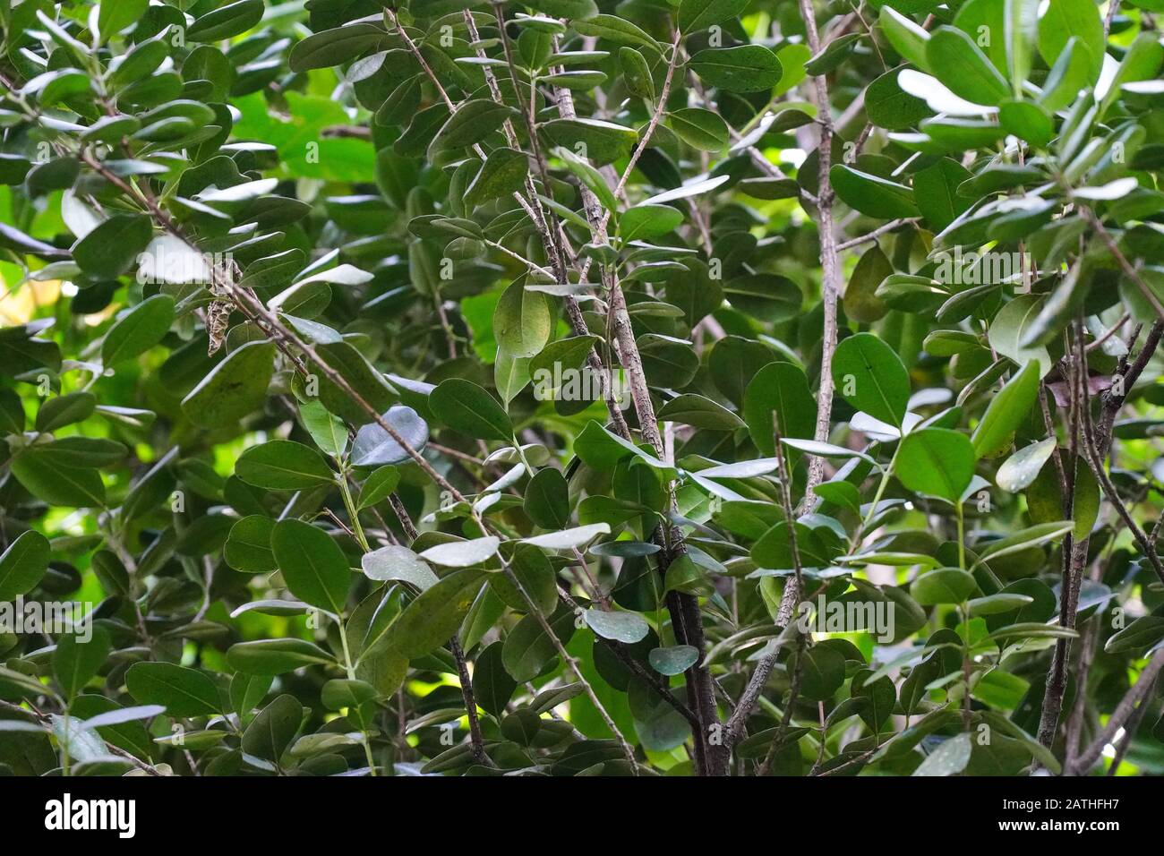 All spice plants. From a series of travel photos in Kerala, South India. Photo date: Sunday, January 12, 2020. Photo: Roger Garfield/Alamy Stock Photo