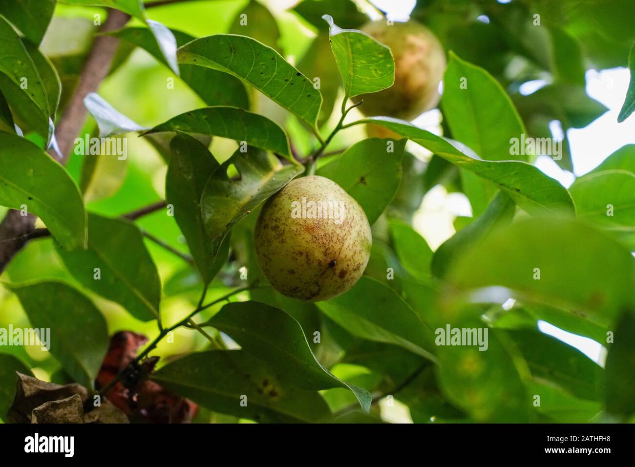 Nutmeg plants. From a series of travel photos in Kerala, South India
