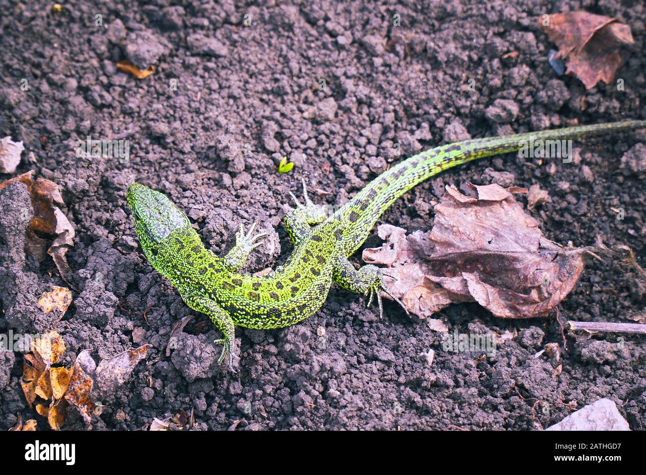 A small green lizard on the ground. Selective focus Stock Photo