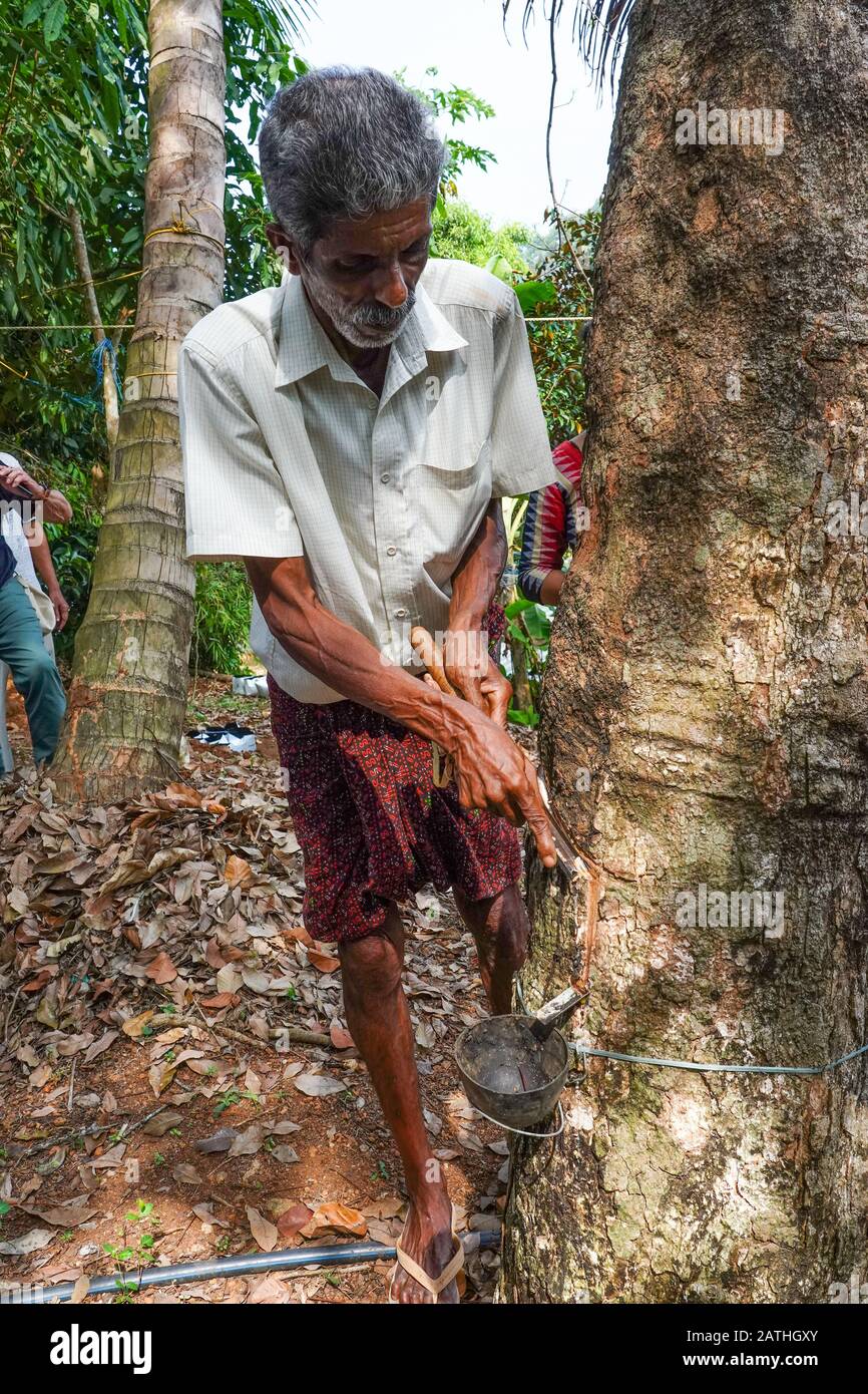 A man demonstrating the production of natural rubber. From a series of travel photos in Kerala, South India. Photo date: Tuesday, January 14, 2020. Ph Stock Photo