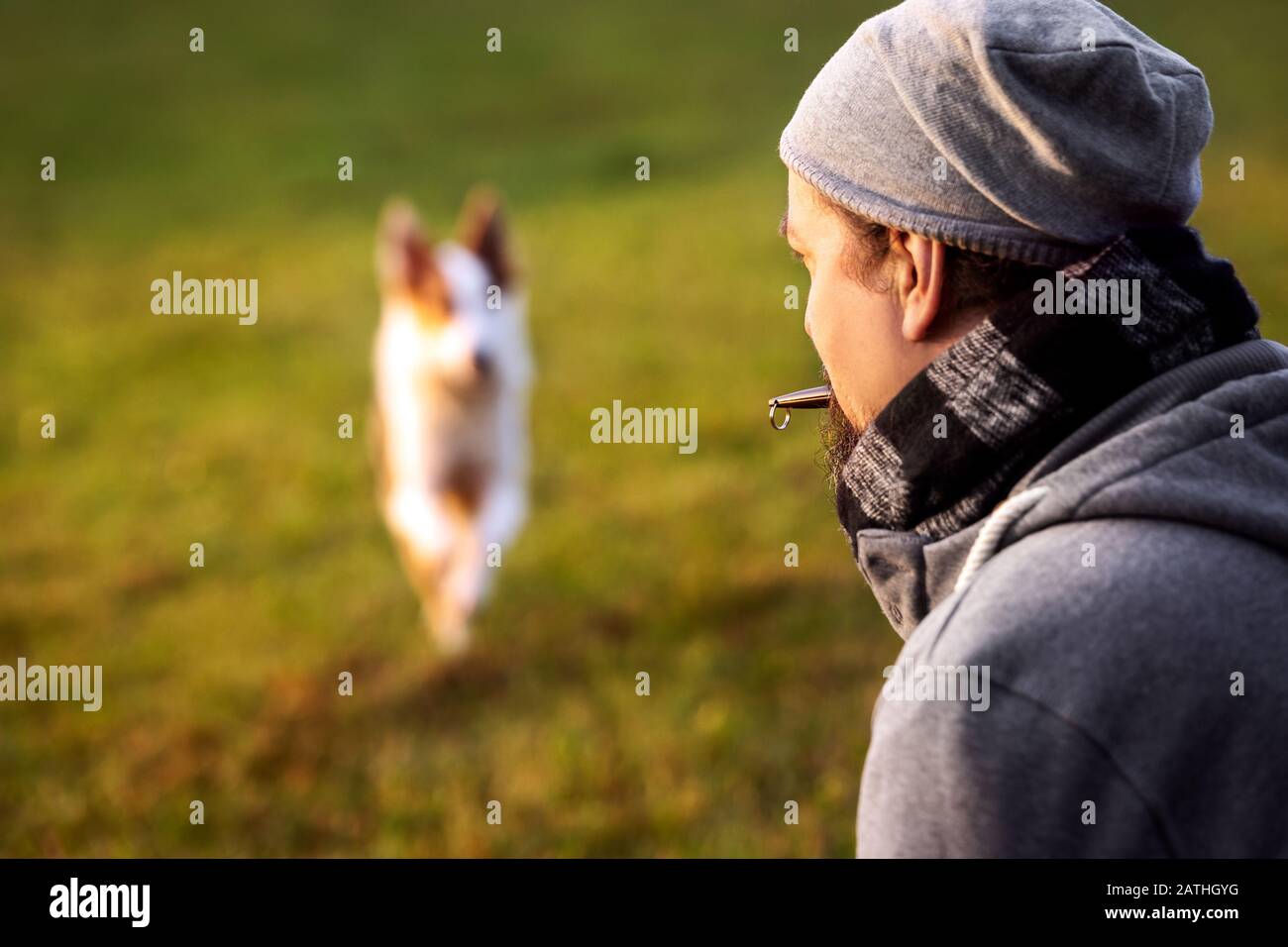 dog is reverting to his master, trainee and obedience with a whistle in the nature Stock Photo