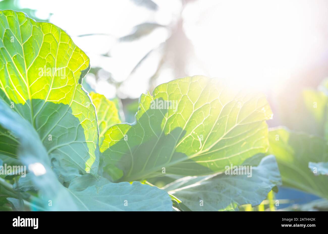 Green leaves of vegetable in garden. Leafy green vegetable. Rich source of natural vitamin c and