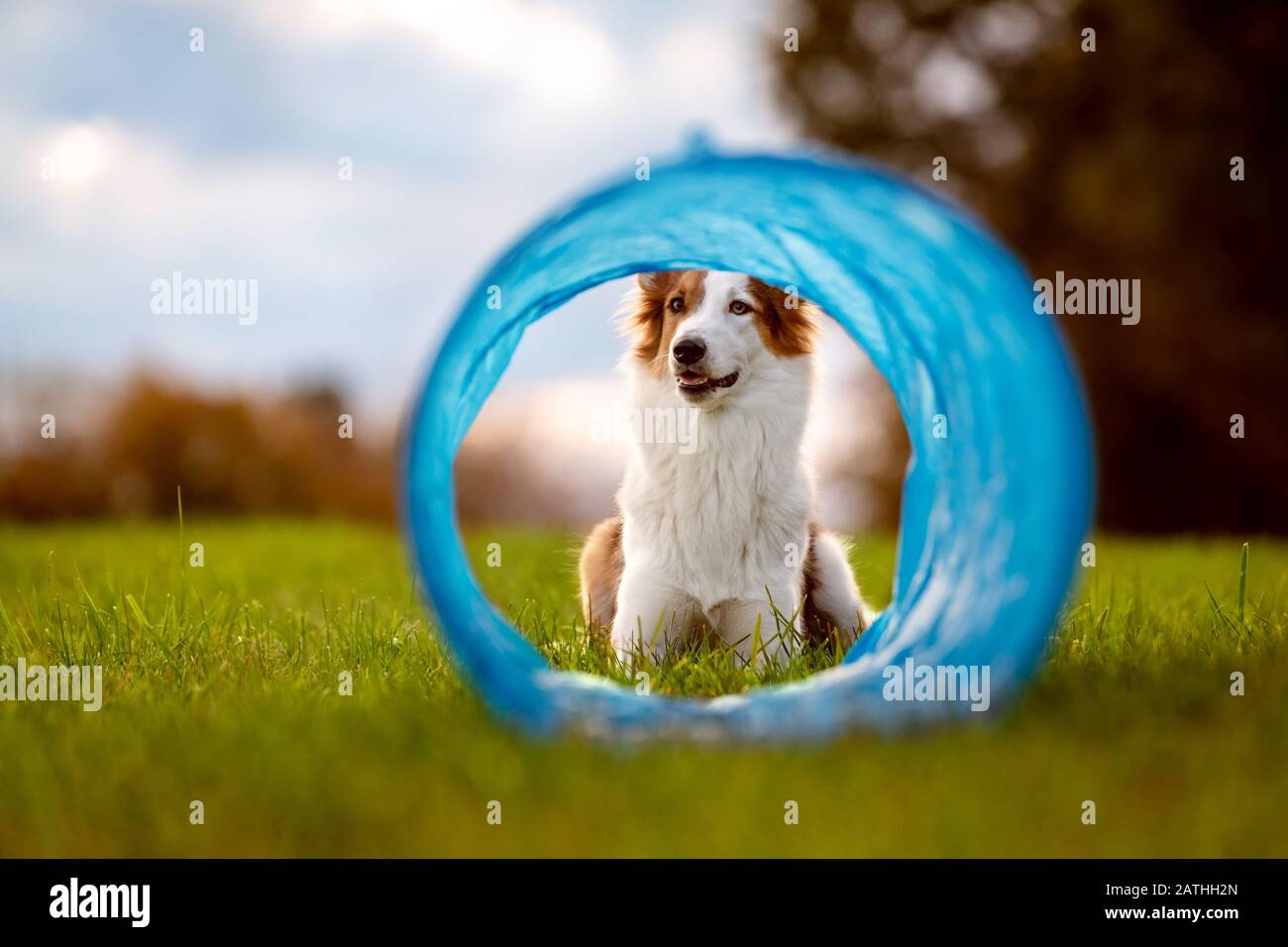 cute dog is lying in front of a parcours tunnel or tube, agility trainee break Stock Photo