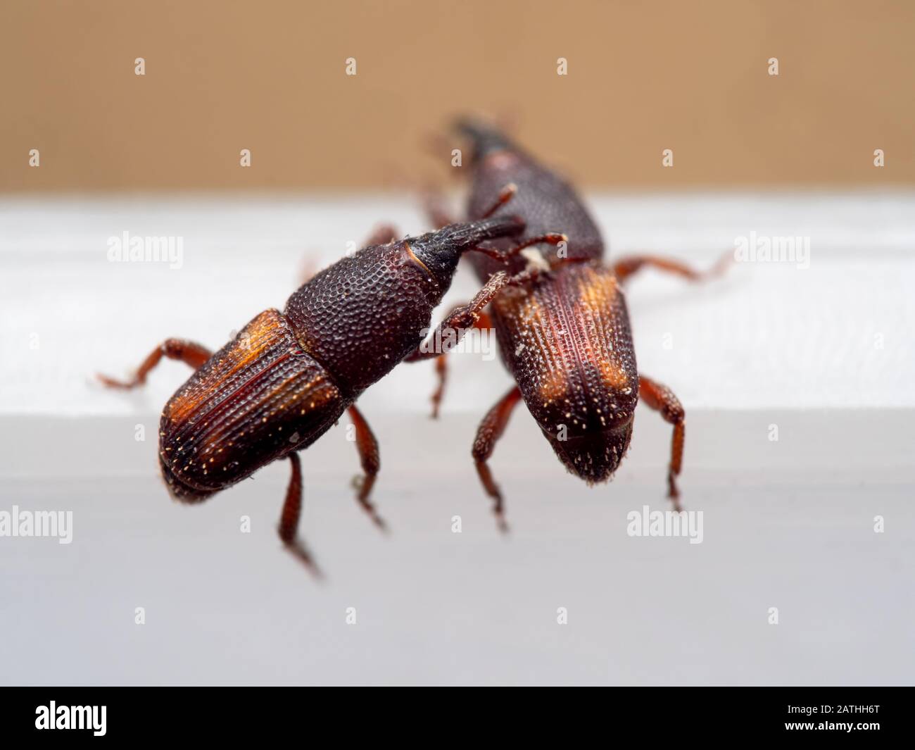 Macro Photography of Two Rice Weevil or Sitophilus Oryzae Stock Photo