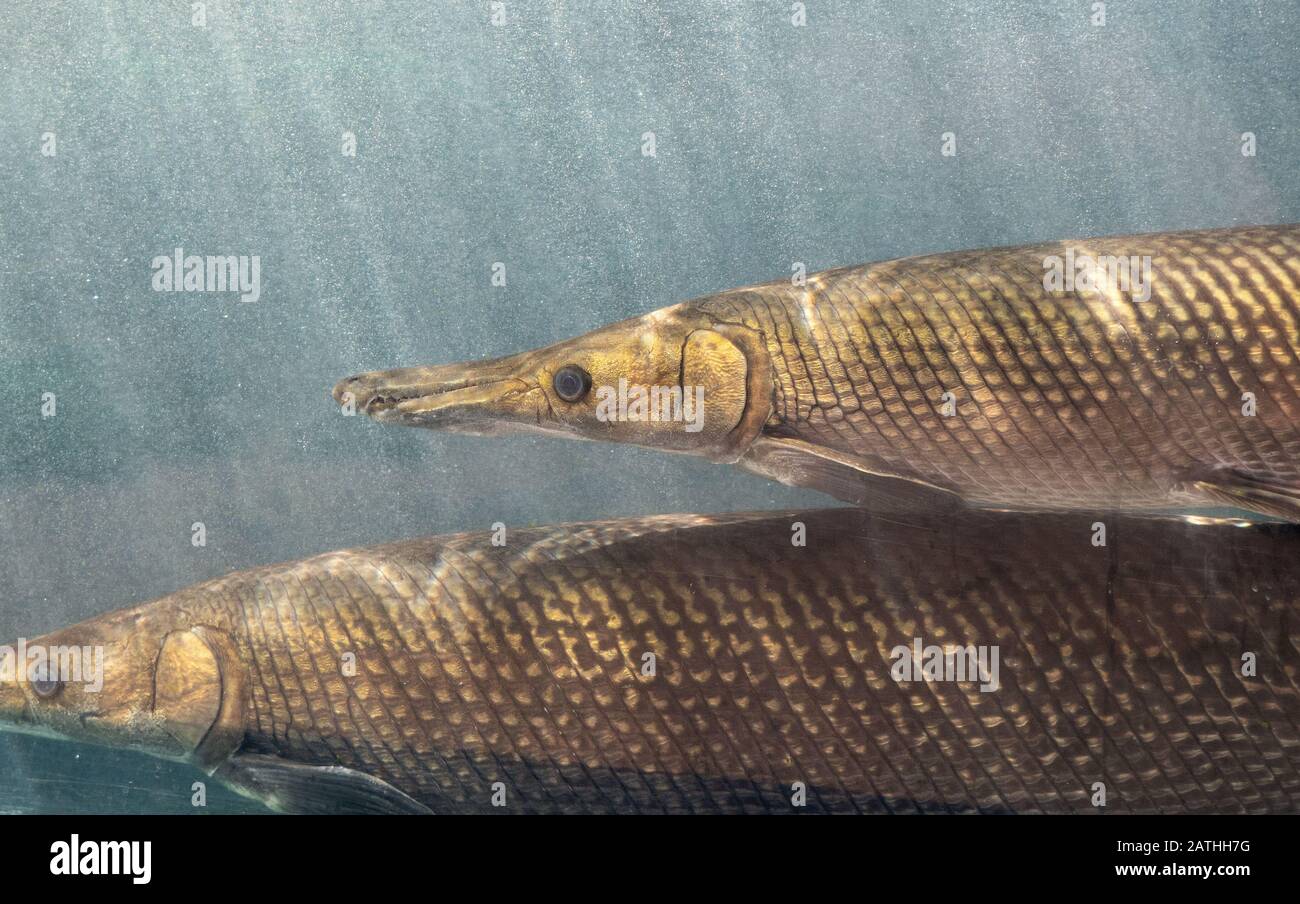 Closeup Two Alligator Gar Fish is Swimming in the Aquarium Stock Photo