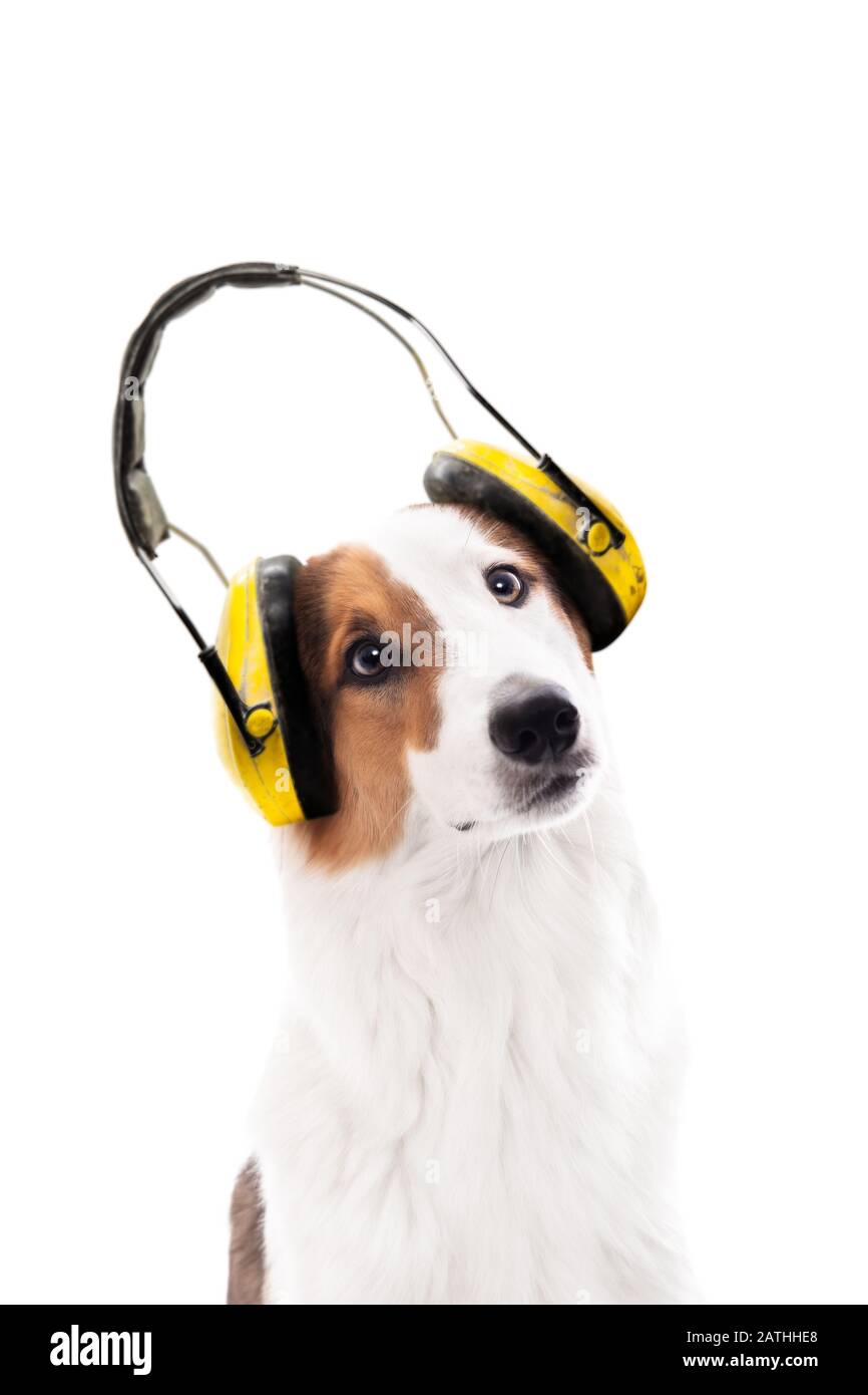 Dog wearing ear protection, isolated fin front of white, concept noise, noise protection and earmuffs Stock Photo