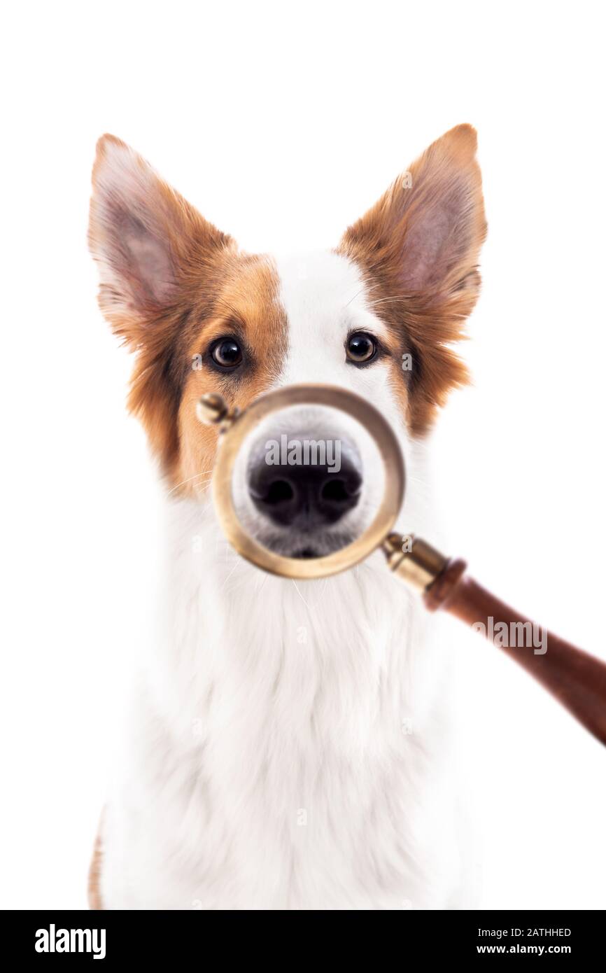 Dog in a magnifying glass hi-res stock photography and images - Alamy