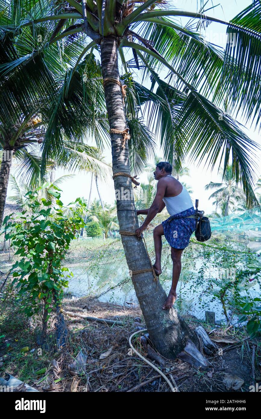 A man climbing a coconut tree to extract its juice. From a series of travel photos in Kerala, South India. Photo date: Friday, January 17, 2020. Photo Stock Photo