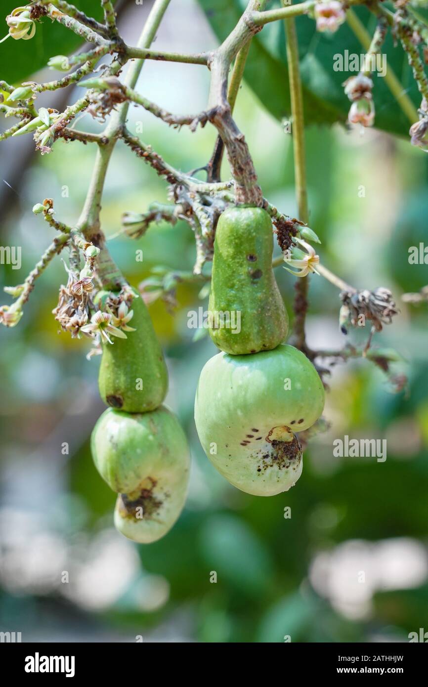 Cashew tree india hires stock photography and images Alamy