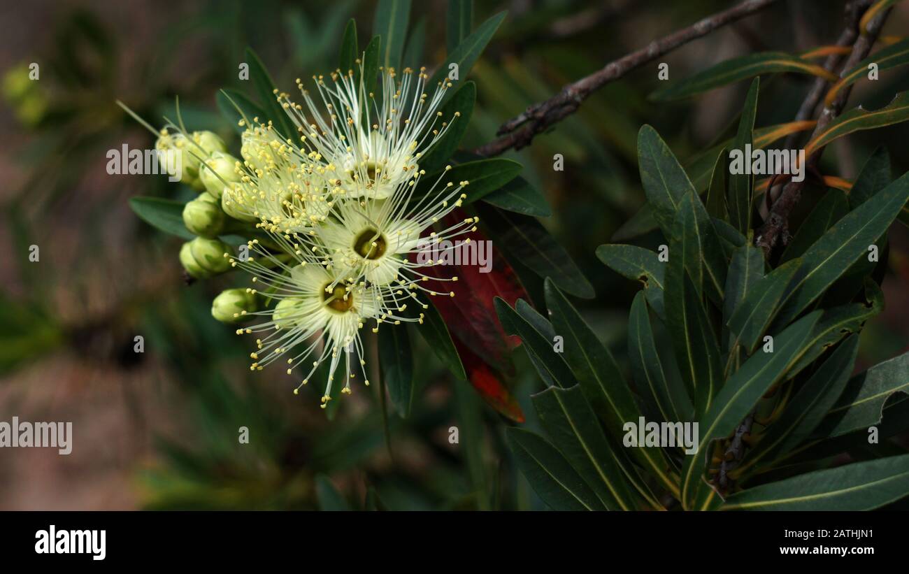 Xanthostemon verticillatus is a species of trees from the plant family Myrtaceae endemic to the Wet Tropics rainforests of northeastern Queensland. Stock Photo