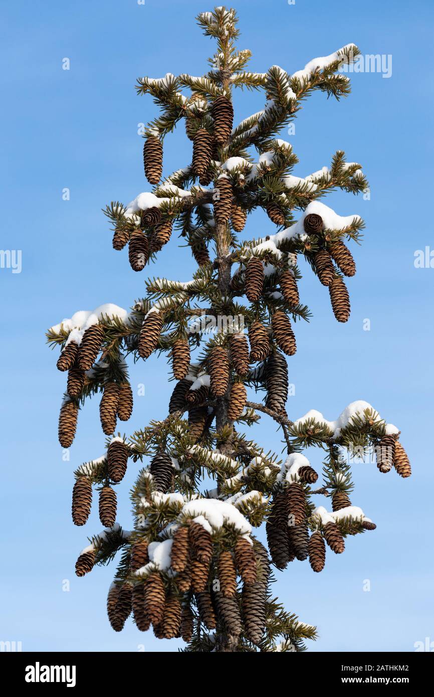 The top of the spruce with cones, against the blue sky Stock Photo