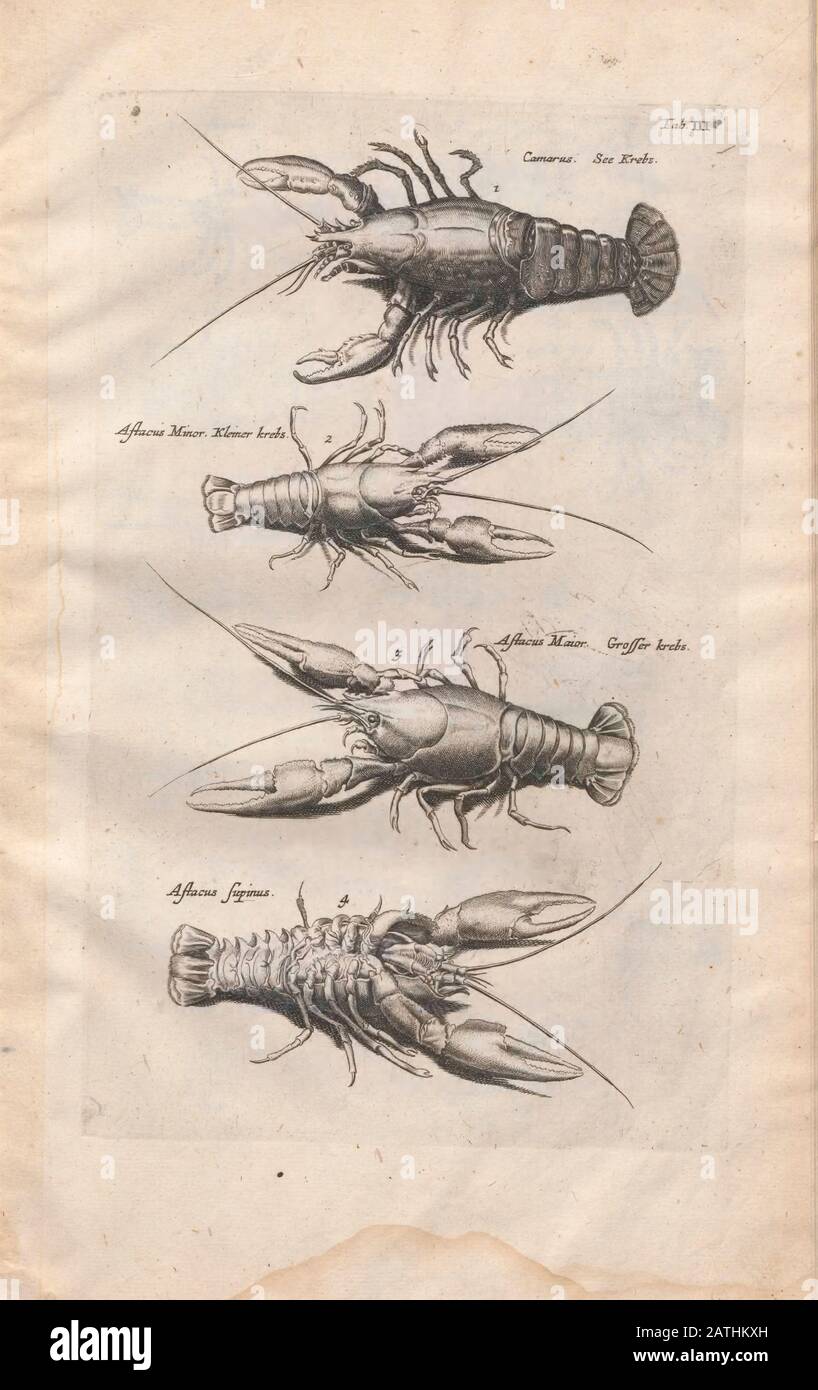 Lobsters Illustration from 'Historiae Naturalis De Exanguibus Aquaticis  libri IV' (Natural History of Sea animals book 4) by Johannes Jonston. Publis Stock Photo