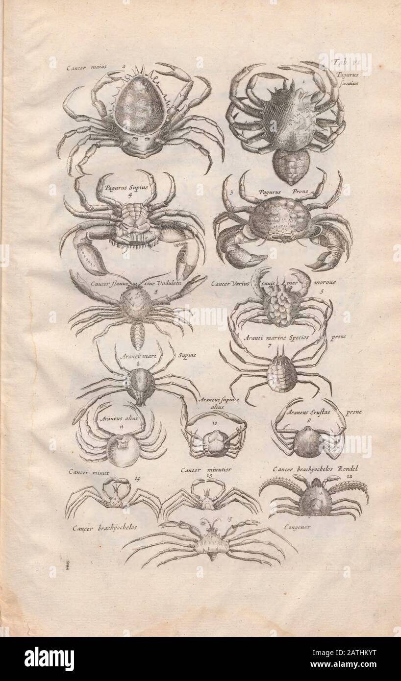 Crabs Illustration from 'Historiae Naturalis De Exanguibus Aquaticis  libri IV' (Natural History of Sea animals book 4) by Johannes Jonston. Published Stock Photo