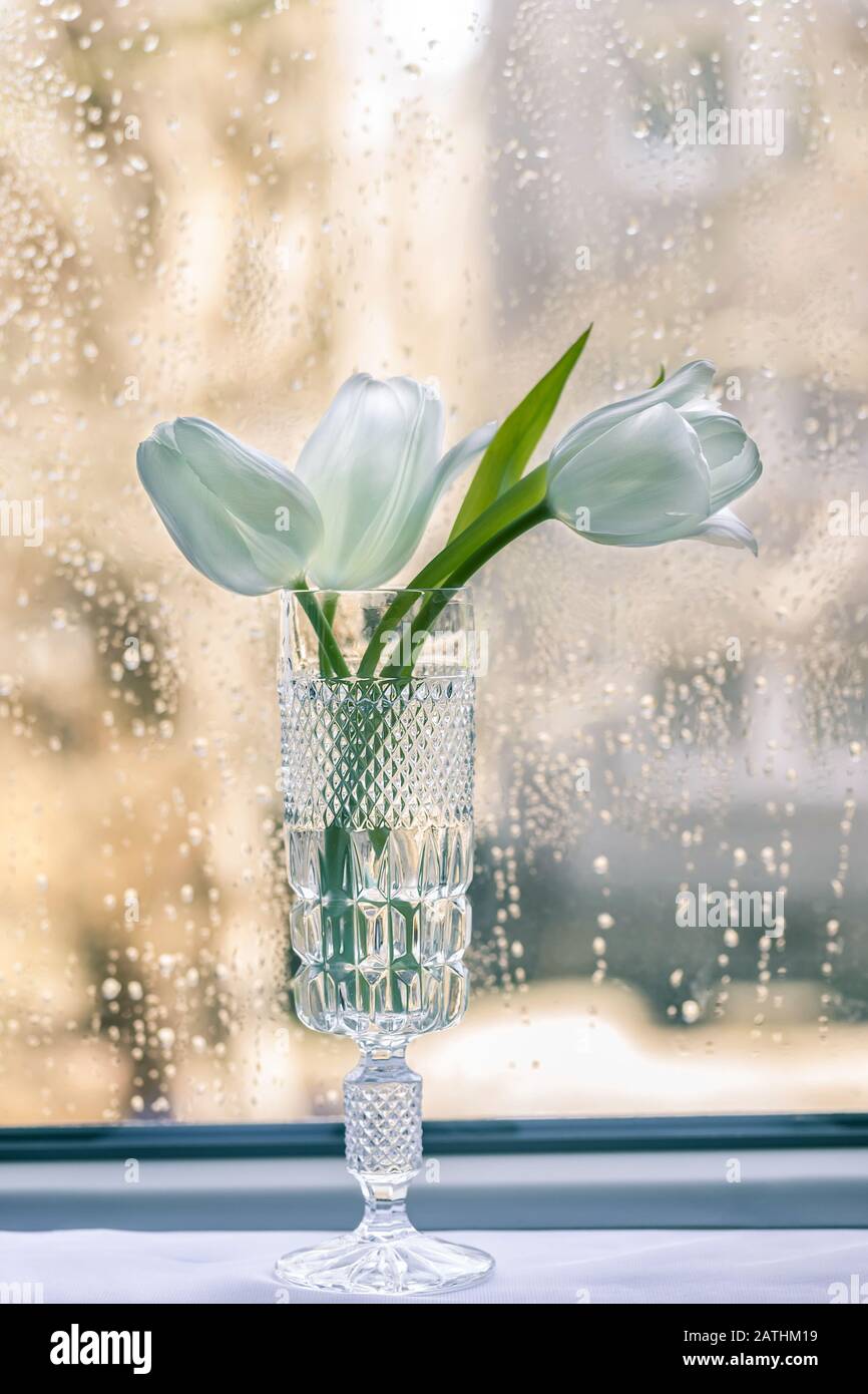 Still life with a bouquet of tulips on a windowsill Stock Photo - Alamy