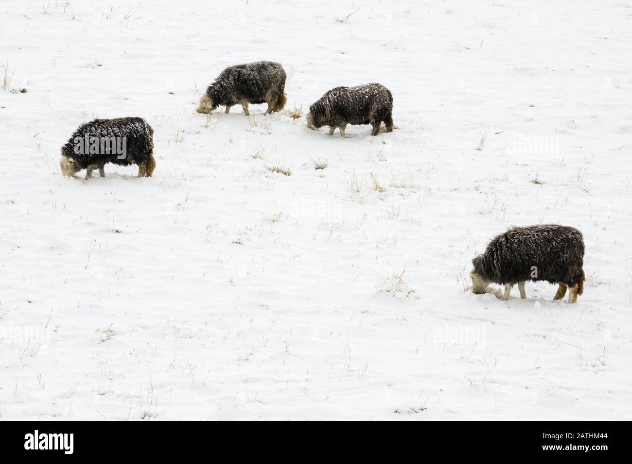 Herdwick sheep searching for food in a snow-covered farm field, Northumberland, England Stock Photo
