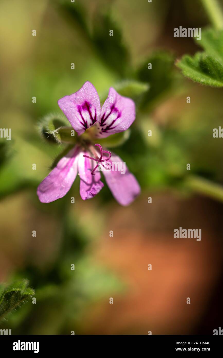 Flower of Pelargonium Lara Starshine, selective focus Stock Photo