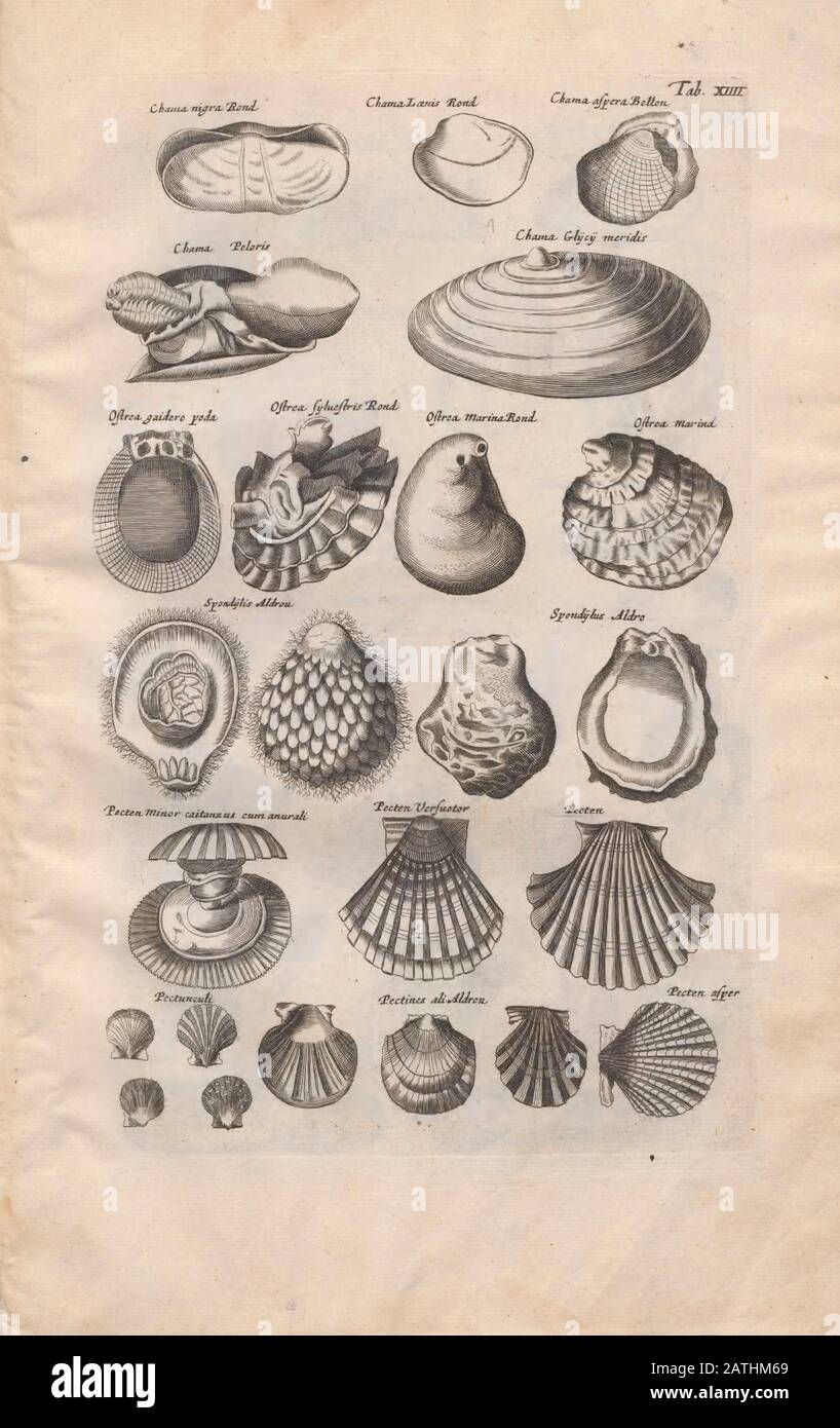 Sea shells old book hi-res stock photography and images - Alamy
