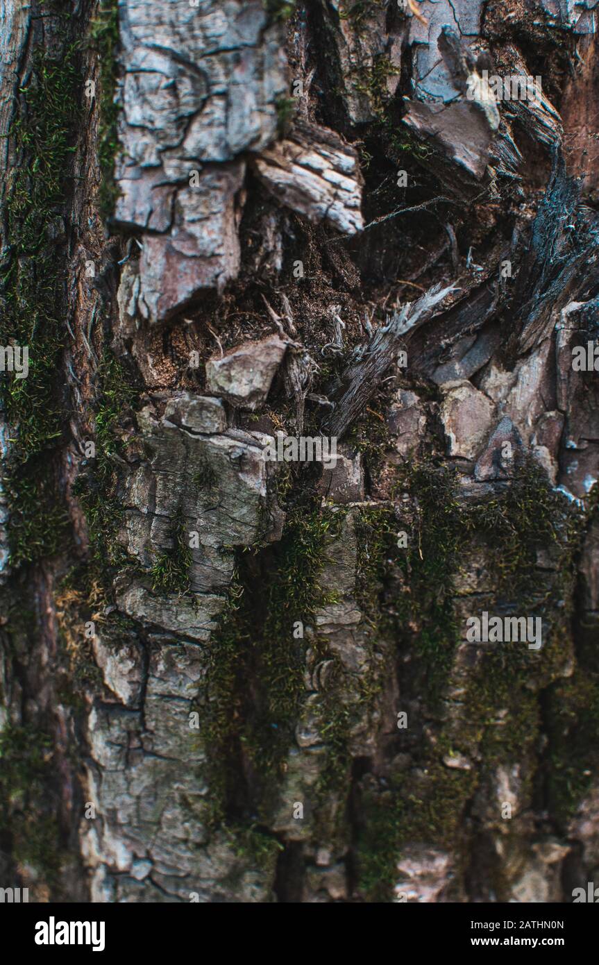 pine bark with wounds from an ax and moss. Background from natural materials. Template for design. Copy space. Stock Photo