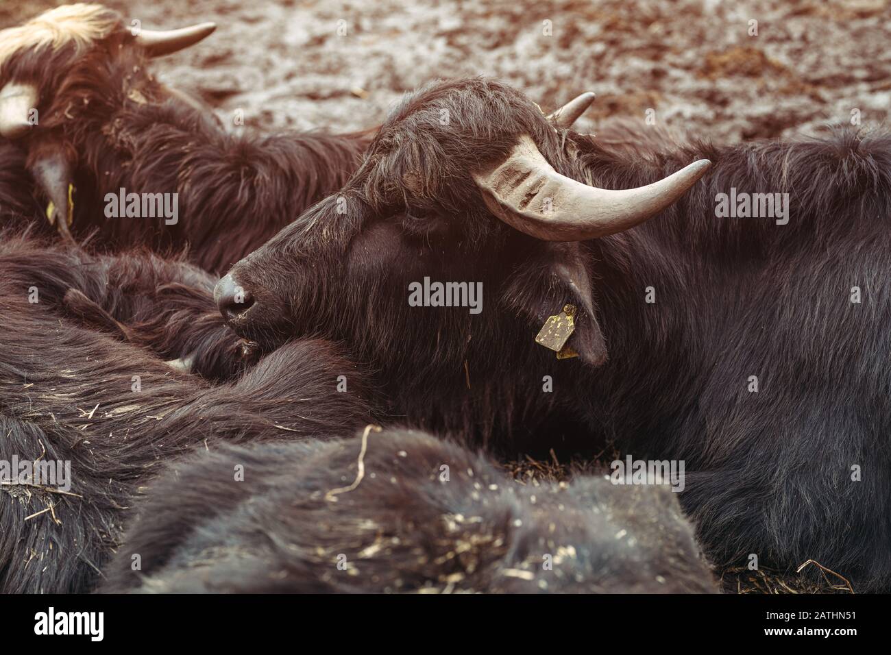 Domestic water buffalo in farm paddock, livestock animal husbandry Stock Photo
