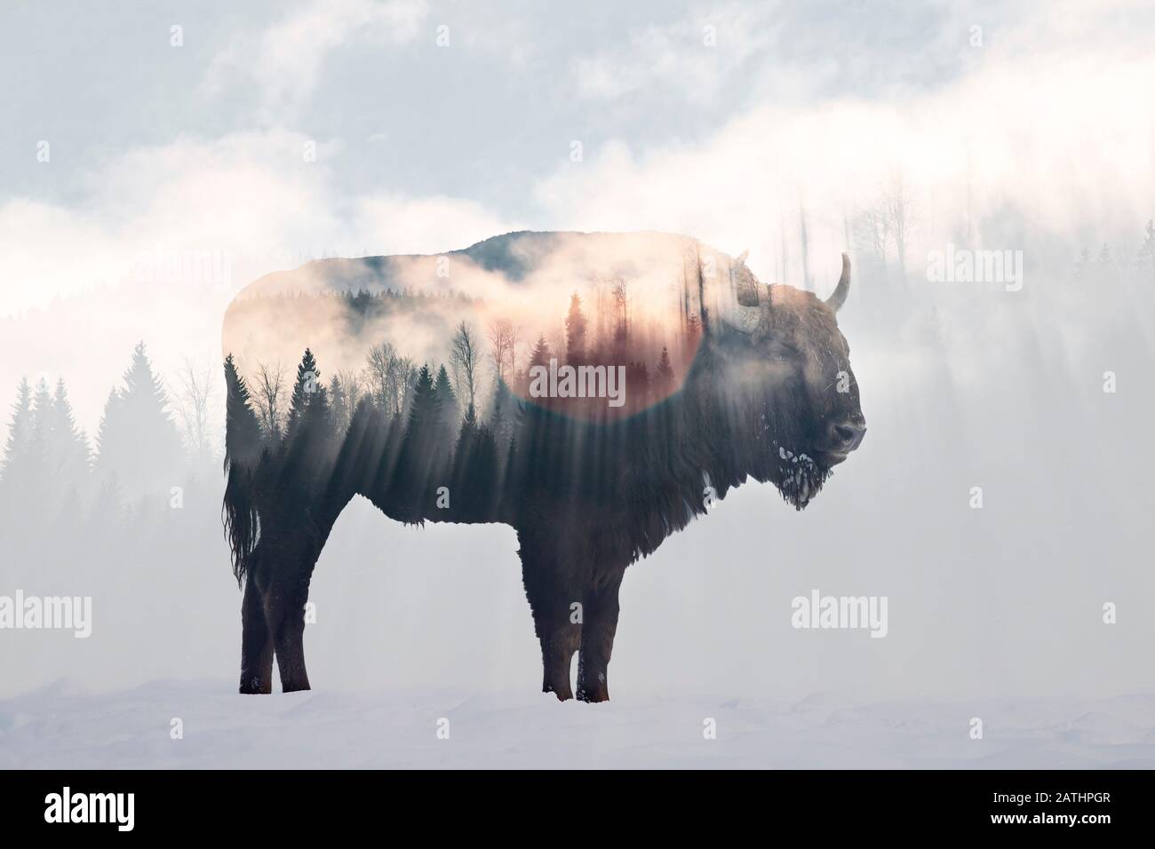 Double exposure of a wild bison, buffalo and a foggy pine forest Stock Photo