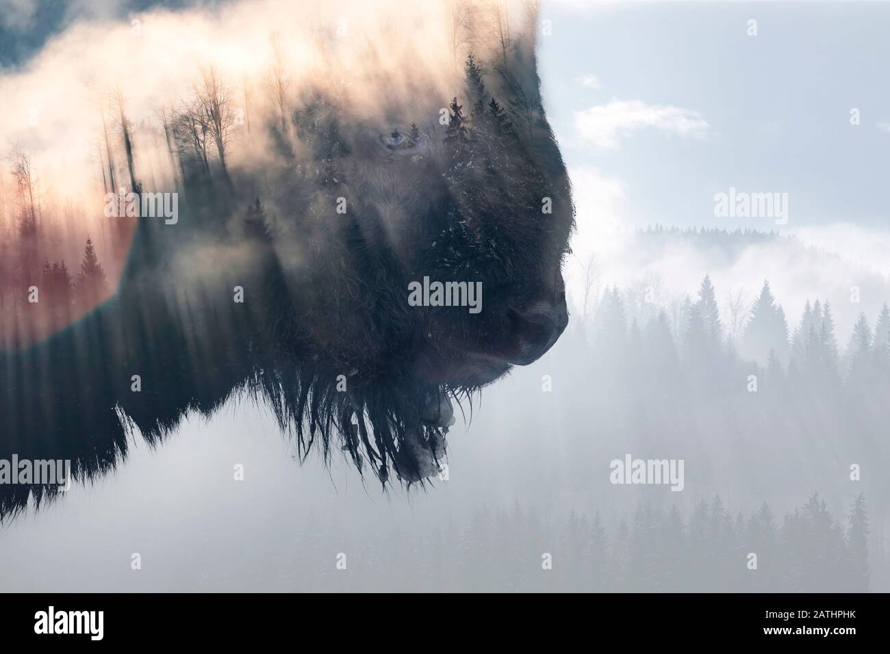 Double exposure of a wild bison, buffalo and a foggy pine forest Stock Photo