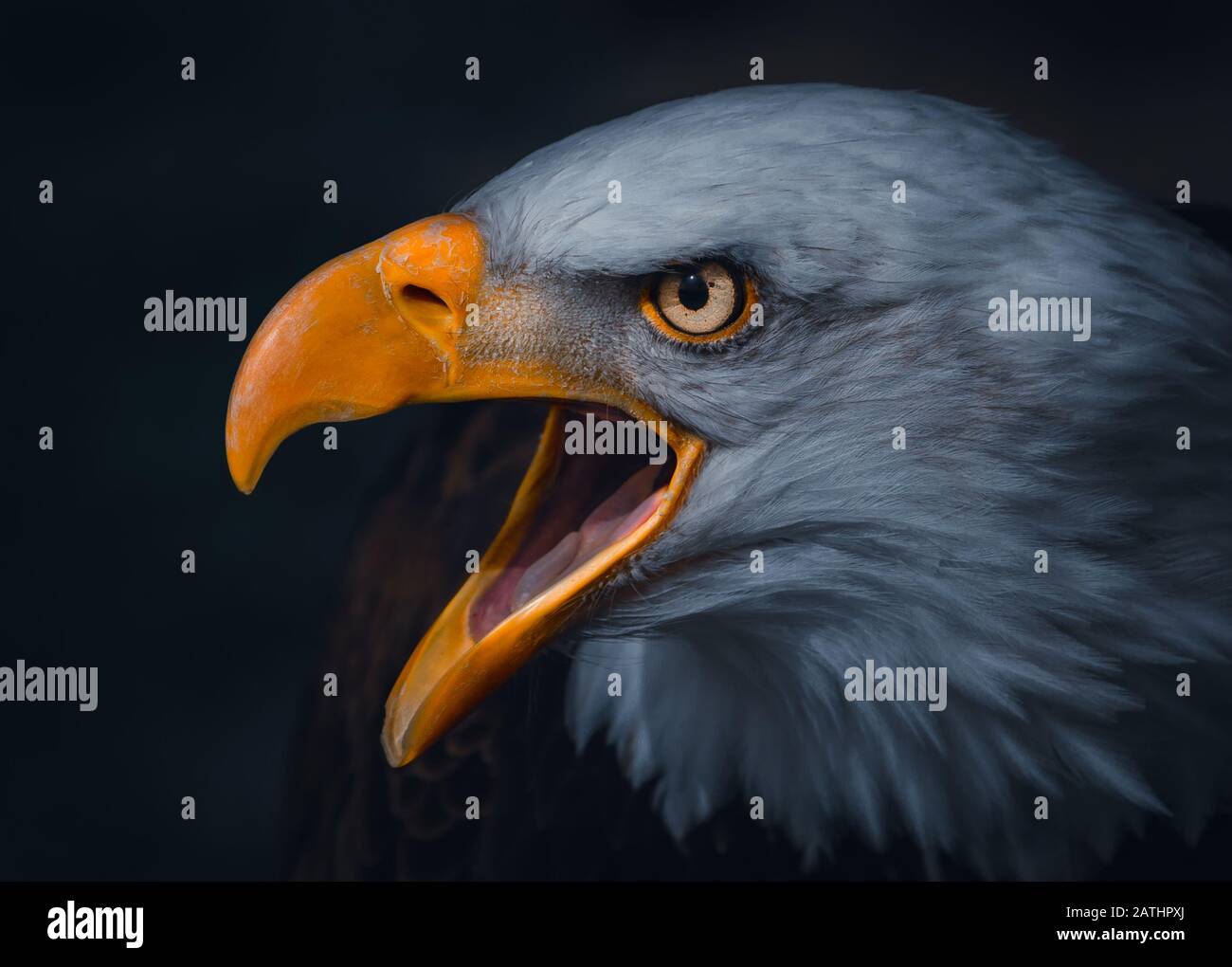 Piercing Closeup View Of Brown American Eagle Eye Stock Photo