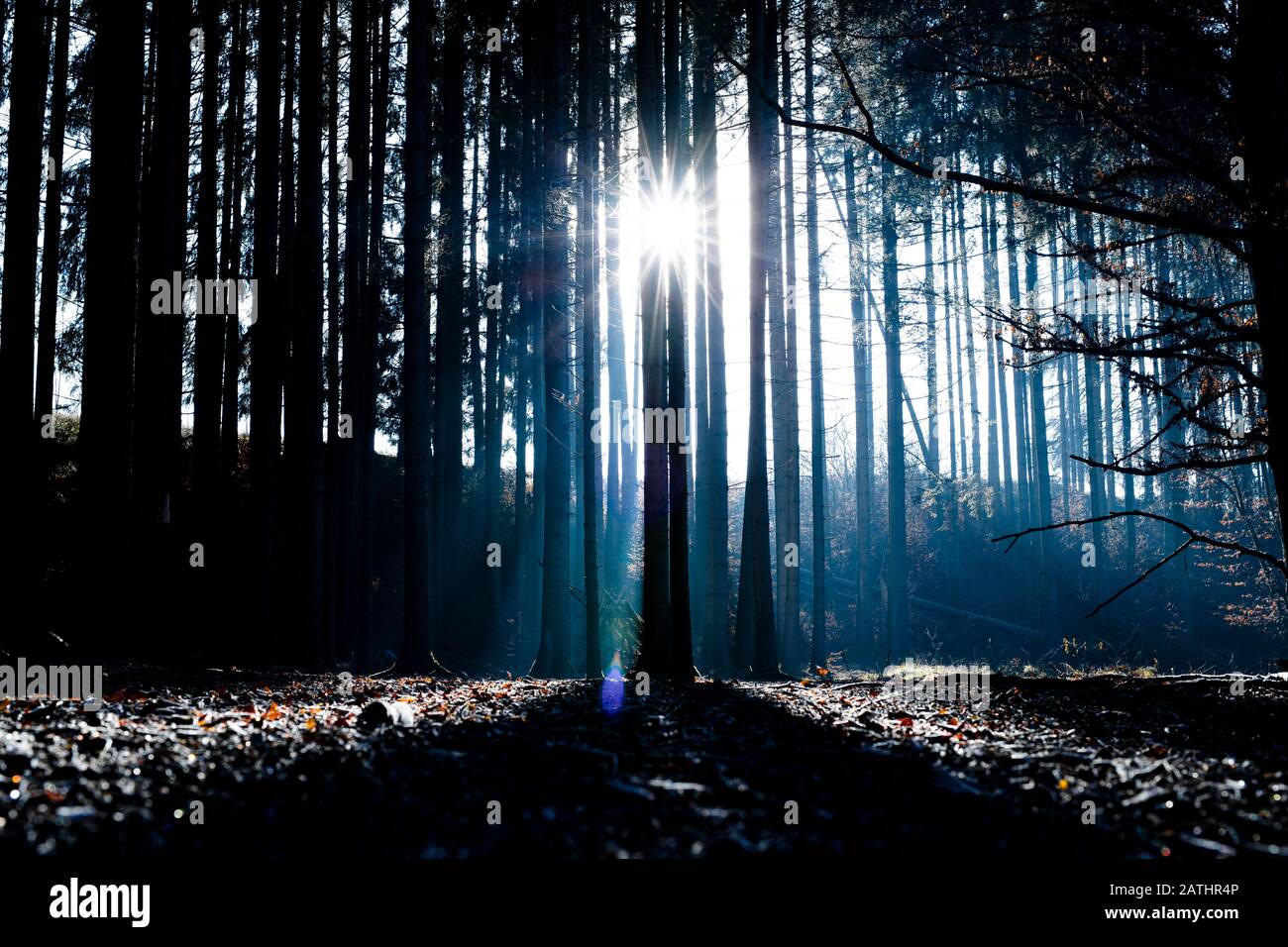 Ein Wald in Bayern in den frühen Morgenstunden mit tiefstehender Sonne Stock Photo