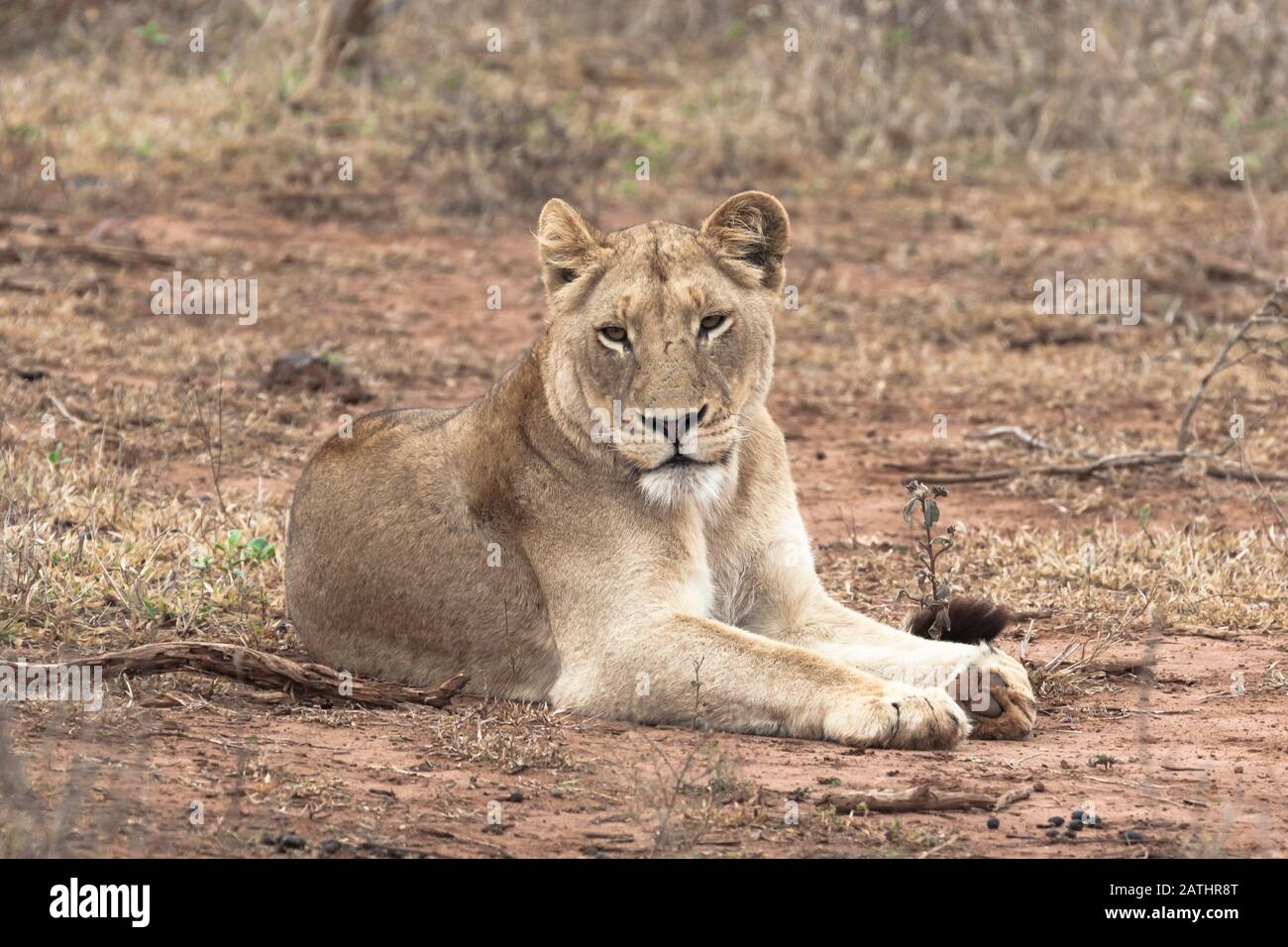 2017 African Lion High Resolution Stock Photography and Images - Alamy