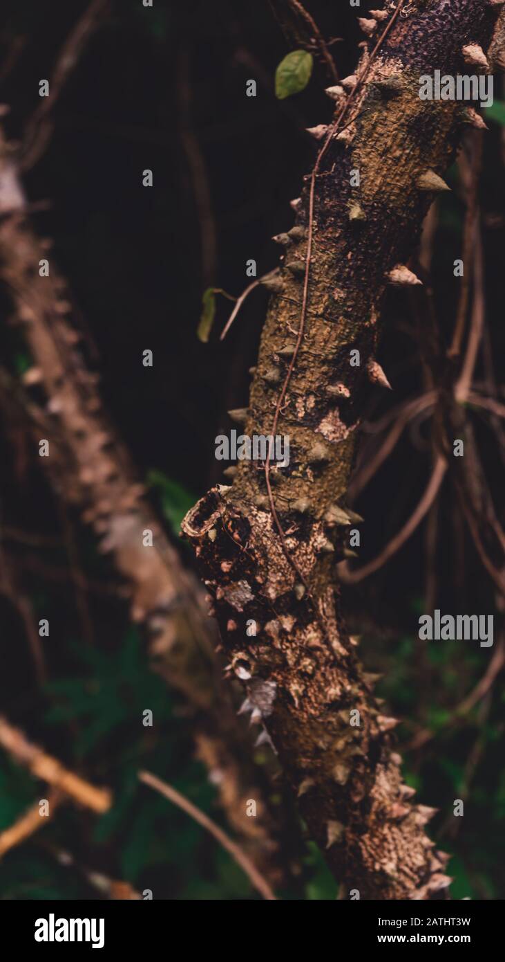 Close-up on Silk Floss Tree (Ceiba speciosa ) Trunk and Bark Stock Photo