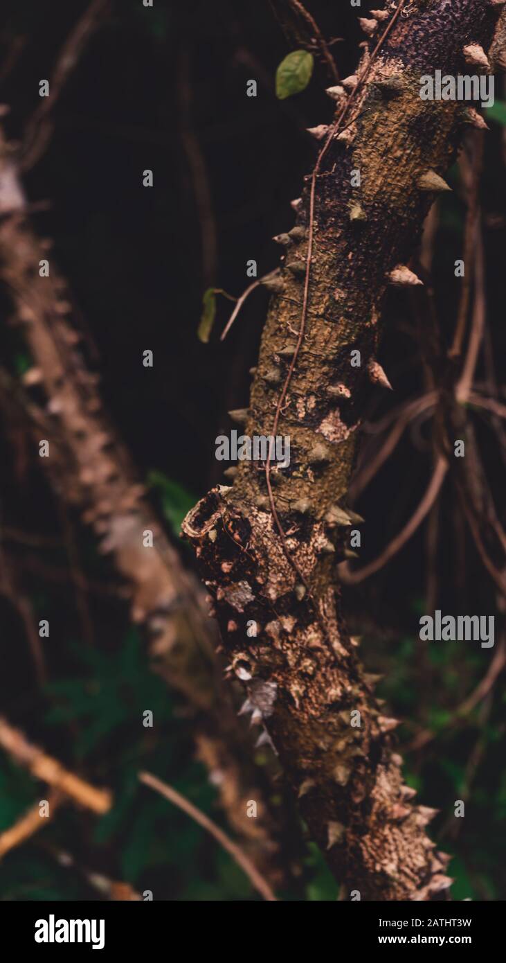 Close Up On Silk Floss Tree Ceiba Speciosa Trunk And Bark Stock Photo Alamy Close Up On Silk Floss Tree Ceiba Speciosa Trunk And Bark Stock Photo Alamy