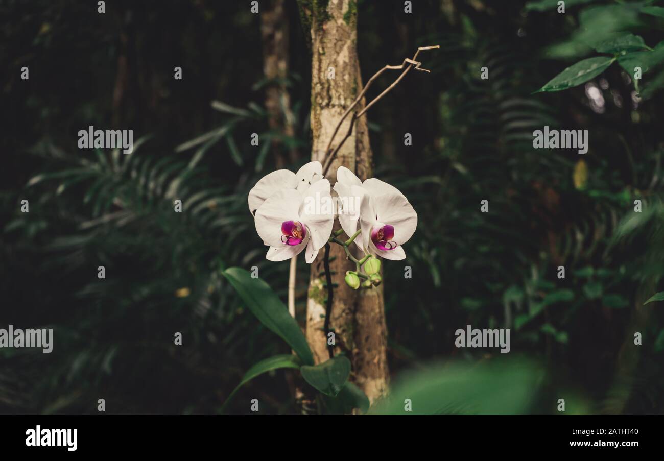 White orchids in natural habitat Stock Photo