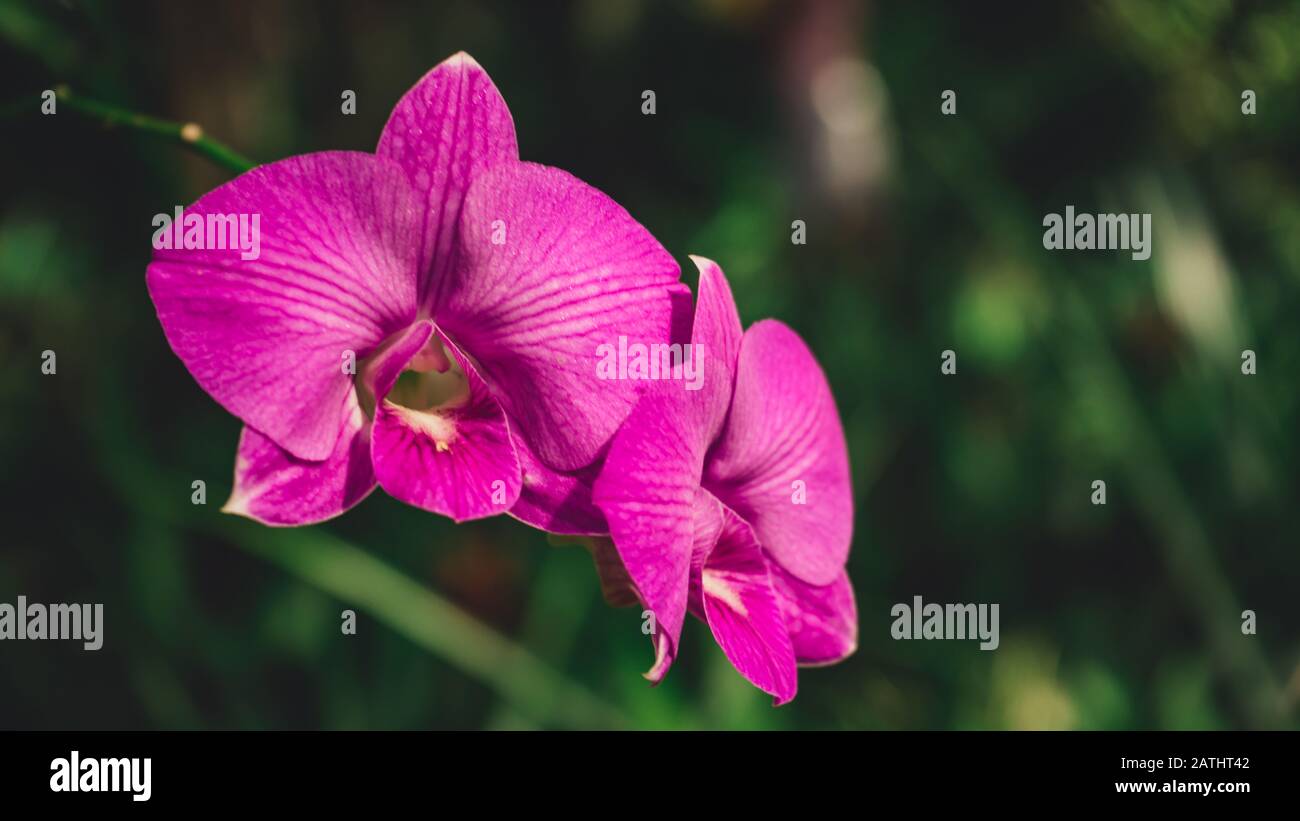 Violet orchids in natural habitat Stock Photo Alamy