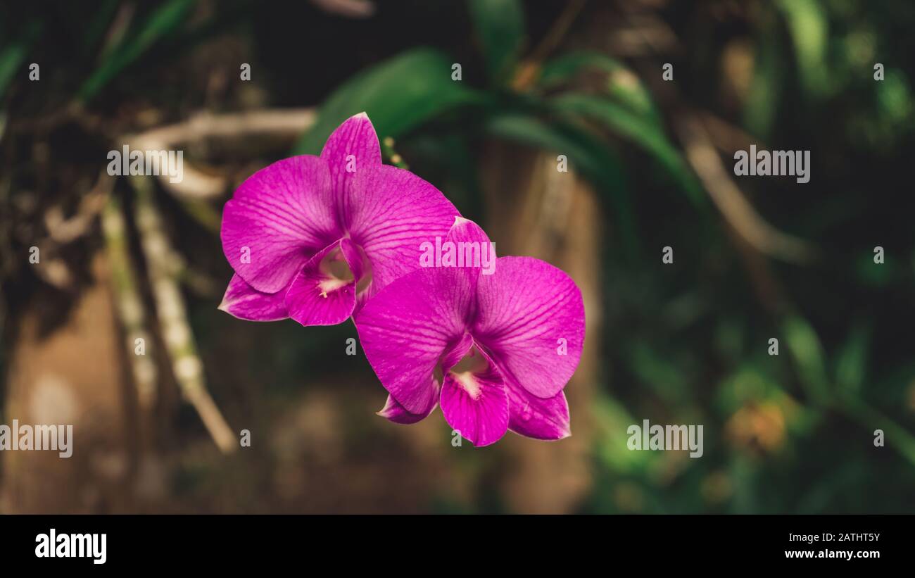 Violet orchids in natural habitat Stock Photo Alamy