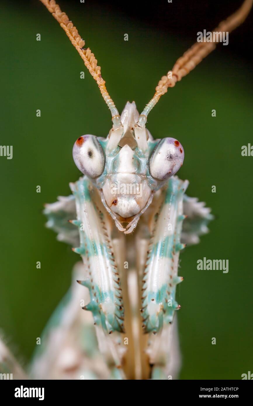 Devil's Flower Mantid (Blepharopsis mendica) aka Egyptian Flower Mantis Stock Photo