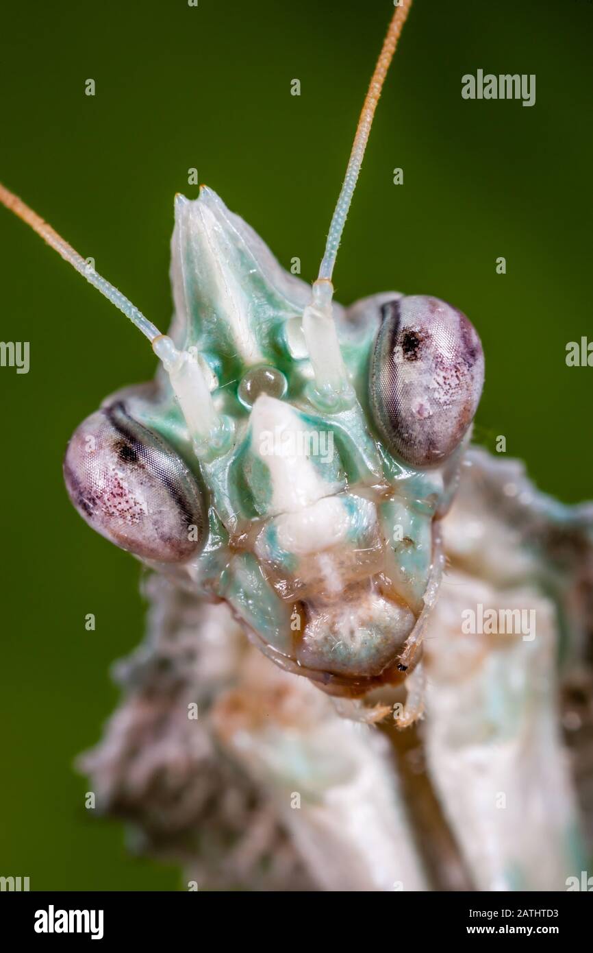 Devil's Flower Mantid (Blepharopsis mendica) aka Egyptian Flower Mantis Stock Photo