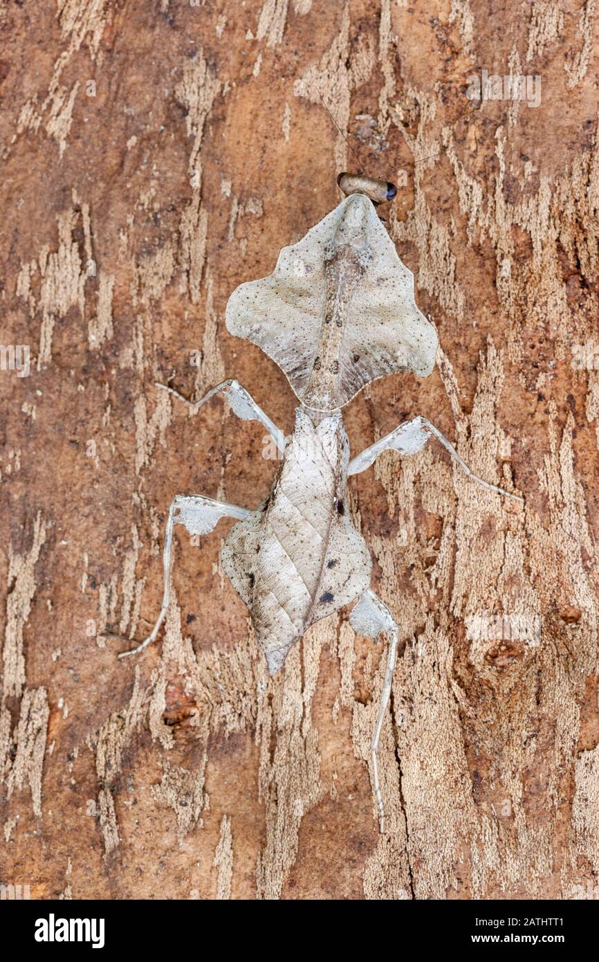 Dead Leaf Mantis (Deroplatys lobata) aka southeast Asian Dead Leaf Mantis Stock Photo