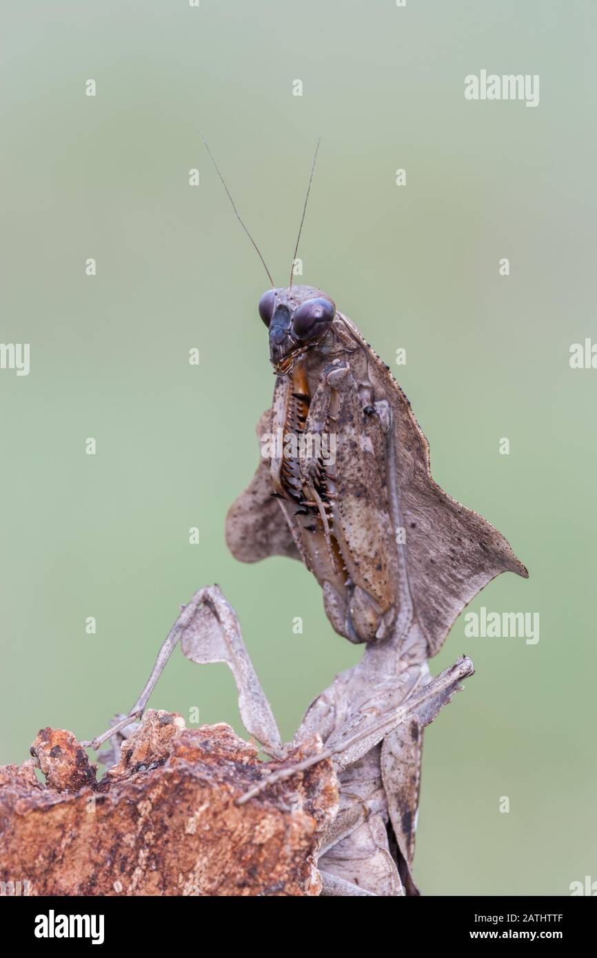 Dead Leaf Mantis (Deroplatys lobata) aka southeast Asian Dead Leaf Mantis Stock Photo