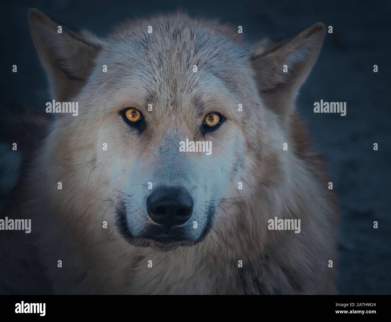 Atmospheric Arctic Wolf Stock Photo - Alamy Atmospheric Arctic Wolf Stock Photo - Alamy