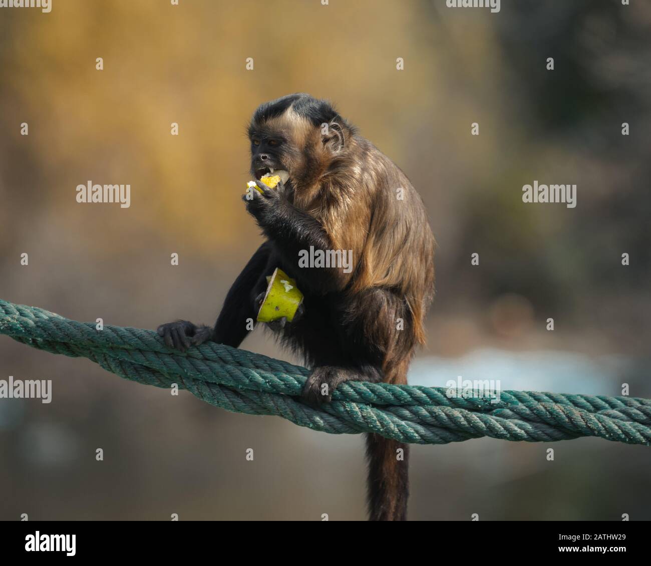 A Capucin Monkey having lunch Stock Photo